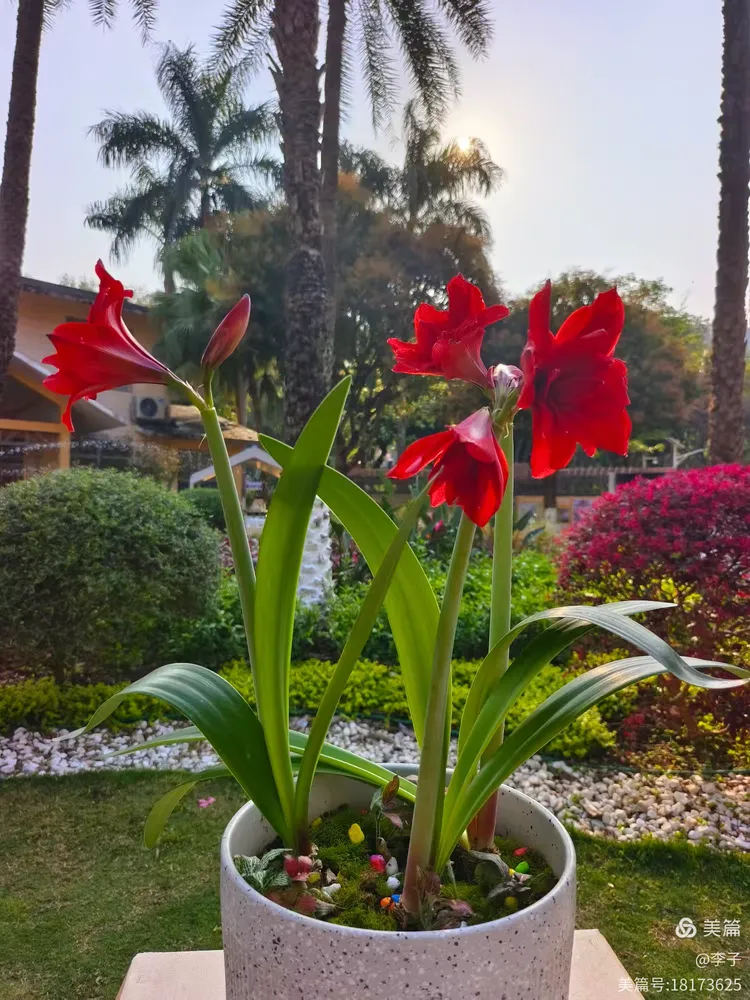 游永泰公园,踏青赏花"樱你而美"